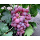 Саджанці винограду сорт Ред Глоуб, напівупакований