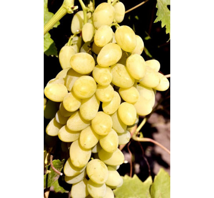 Саджанці винограду сорт Дисконт, напівупакований