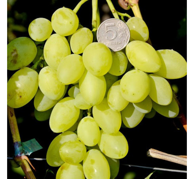 Саджанці винограду сорт Дисконт, напівупакований