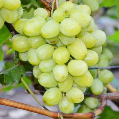 Саженцы винограда сорт Дарья, полуупакованный