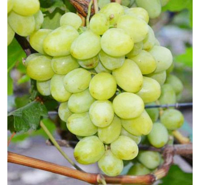 Саженцы винограда сорт Дарья, полуупакованный