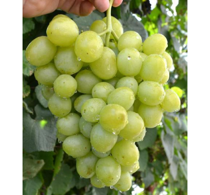 Саженцы винограда сорт Дарья, полуупакованный