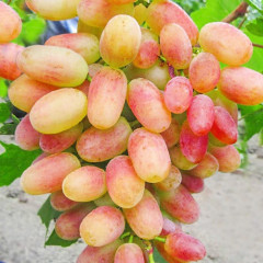 Саженцы винограда сорт Сенсация, полуупакованный