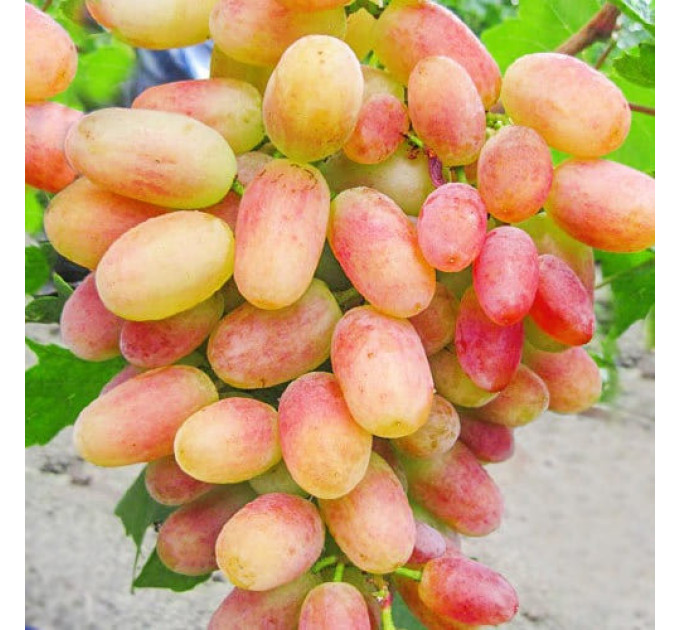 Саженцы винограда сорт Сенсация, полуупакованный