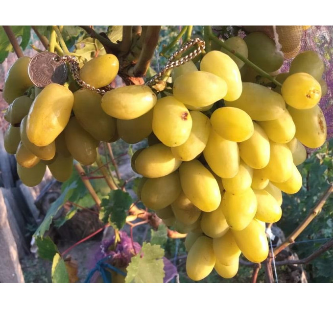 Саженцы винограда сорт Бананас полуупакованный