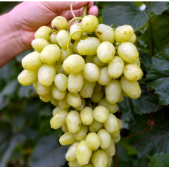 Саженцы винограда сорт Бананас полуупакованный