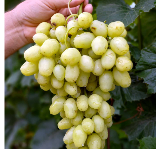 Саженцы винограда сорт Бананас полуупакованный