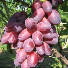 Саджанці винограду сорт Ризамат