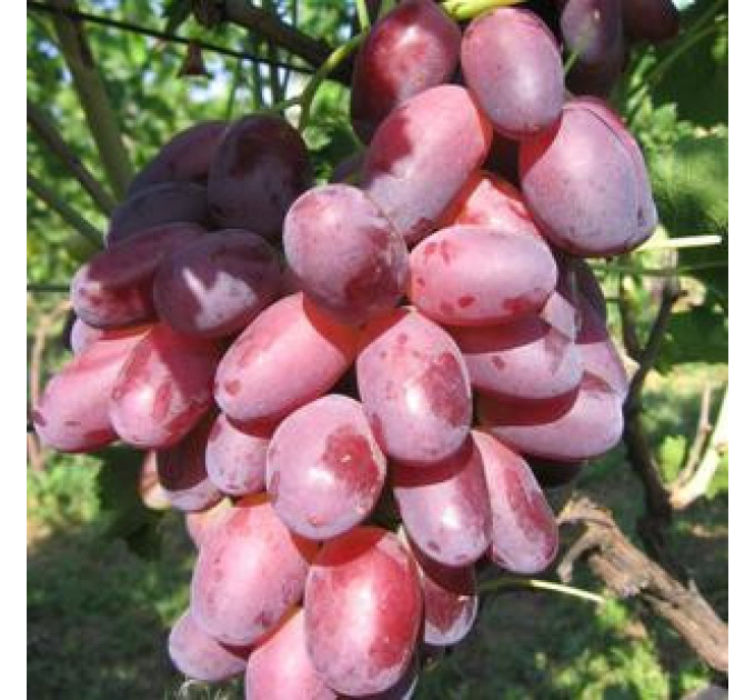 Саджанці винограду сорт Ризамат