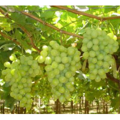 Саджанці винограду сорт "Гарольд"