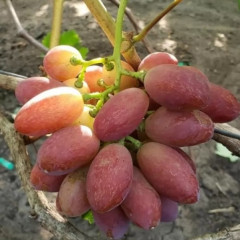 Саженцы винограда сорт Днепровская Ривьера, полуупакованный