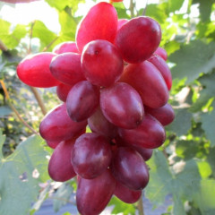 Саженцы винограда сорт Богема, полуупакованный