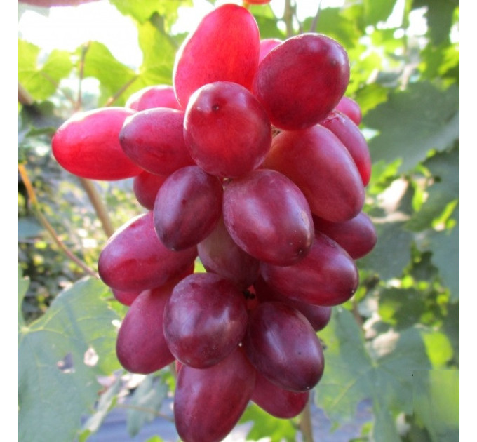 Саженцы винограда сорт Богема, полуупакованный