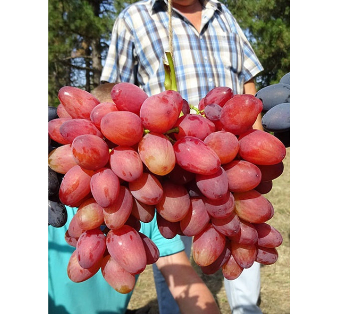 Саженцы винограда сорт Богема, полуупакованный