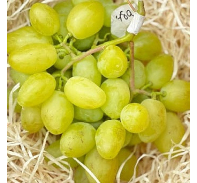 Саженцы винограда сорт Буба, 125-135 дней, конт. 1.7 л