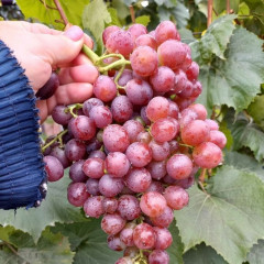 Саженцы винограда сорт Щелкунчик, 125-140 дней, конт. 1.7 л