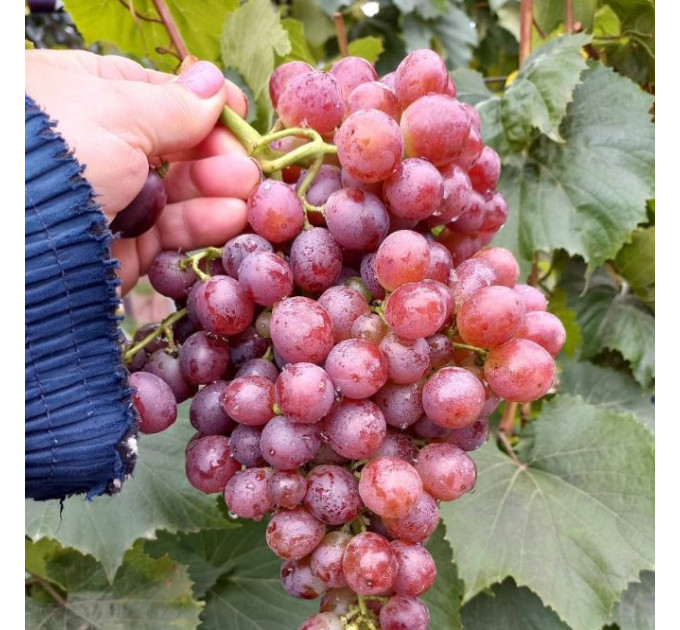 Саженцы винограда сорт Щелкунчик, 125-140 дней, конт. 1.7 л