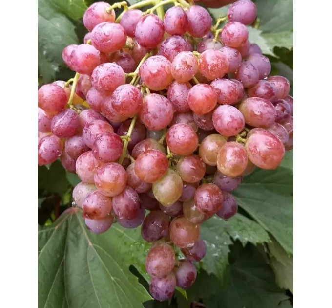 Саженцы винограда сорт Щелкунчик, 125-140 дней, конт. 1.7 л