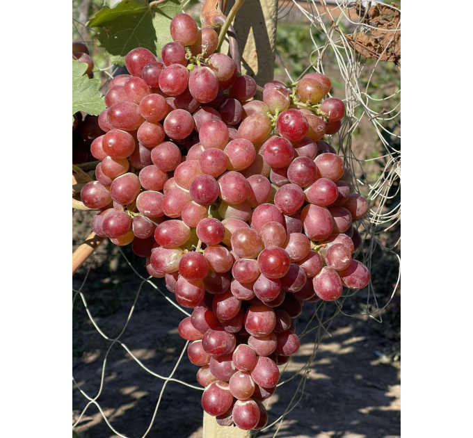 Саженцы винограда сорт Щелкунчик, 125-140 дней, конт. 1.7 л