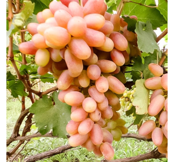 Саженцы винограда сорт Сенсация, полуупакованный