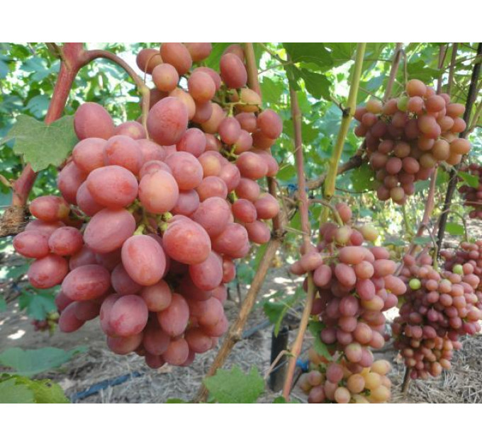 Саджанці винограду сорт Гурман Ранній, напівупакований