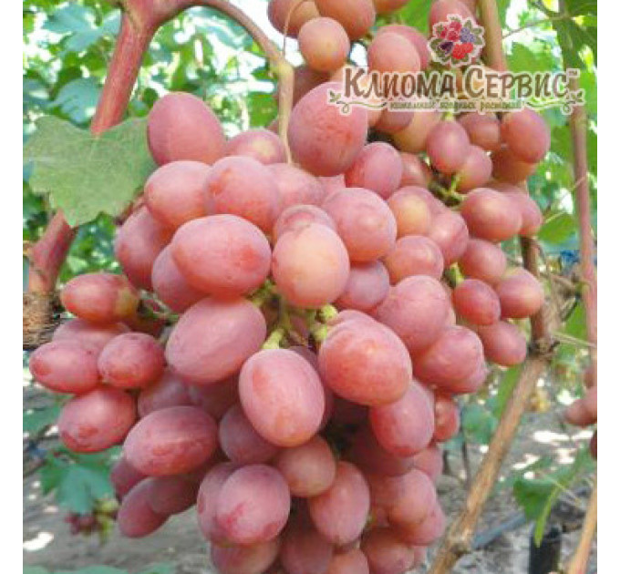 Саджанці винограду сорт Гурман Ранній, напівупакований