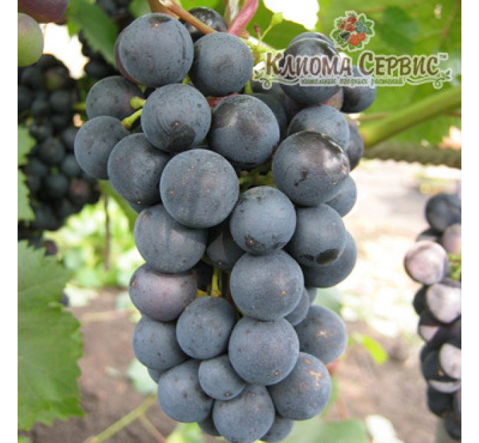 Саджанці винограду сорт Магія