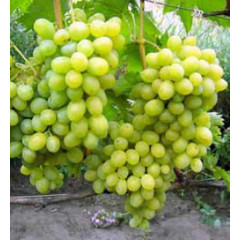 Виноград сорт Новий Подарунок Запоріжжю