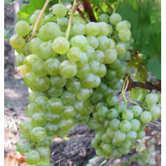 Виноград сорт Цитронный Магарача