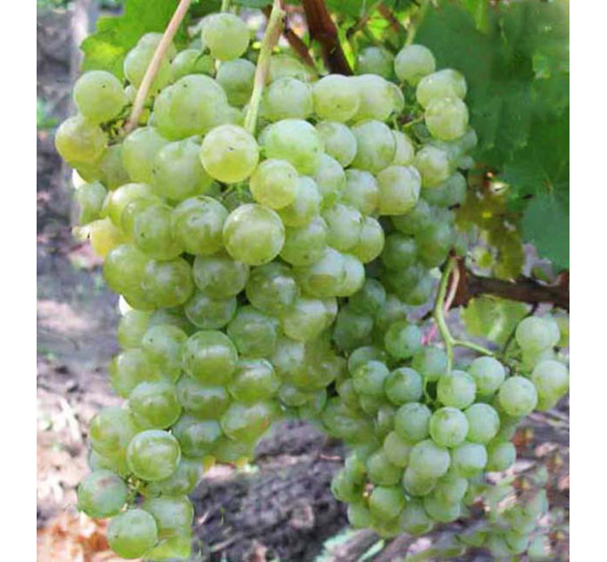 Виноград сорт Цитронный Магарача