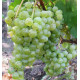 Виноград сорт Цитронный Магарача