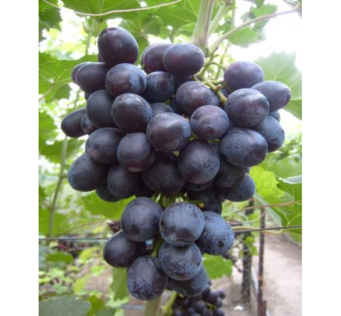 Виноград сорт Амос Чорний