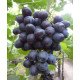Виноград сорт Амос Чорний