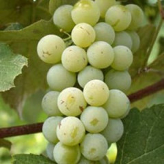 Саджанці винограду сорт Луїза