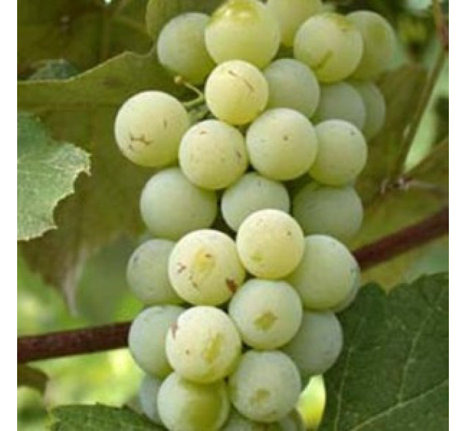 Саджанці винограду сорт Луїза