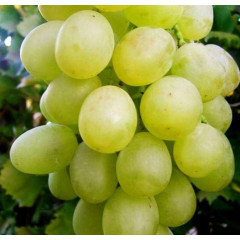 Саженцы винограда сорт Антоний Великий