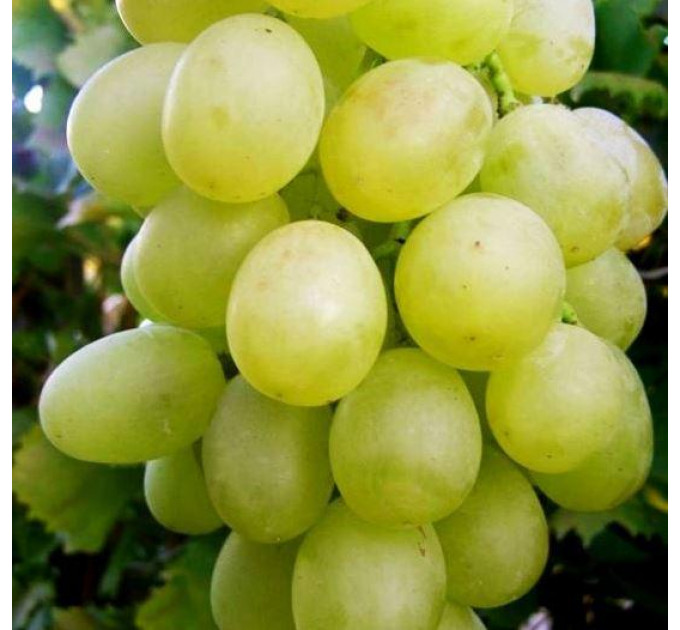 Саженцы винограда сорт Антоний Великий