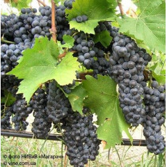 Саженцы винограда сорт Гурзуфский розовый, полуупакованный