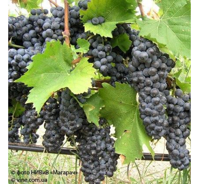 Саженцы винограда сорт Гурзуфский розовый, полуупакованный