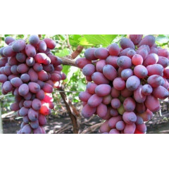 Саджанці винограду сорт Кармакод