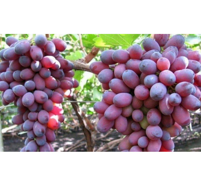 Саджанці винограду сорт Кармакод