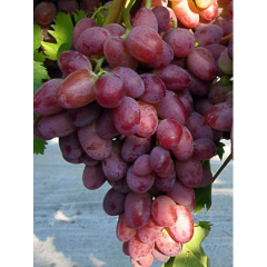 Виноград сорт "Водограй"