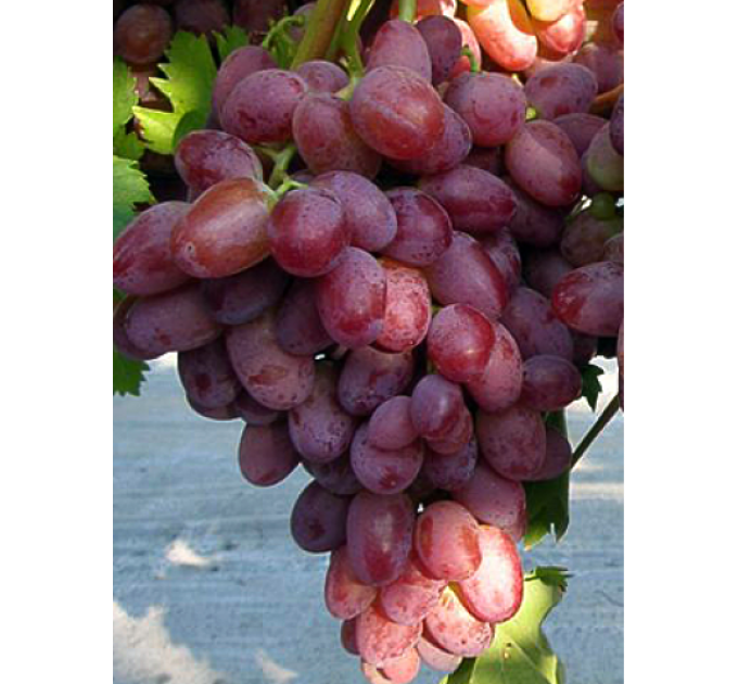 Виноград сорт "Водограй"