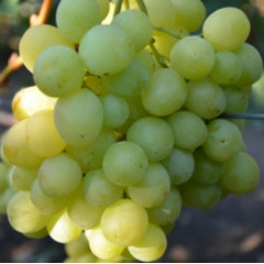 Саджанці винограду сорт Соломія, напівупакований