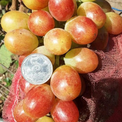 Саженцы винограда сорт Кисти Пикассо, полуупакованный