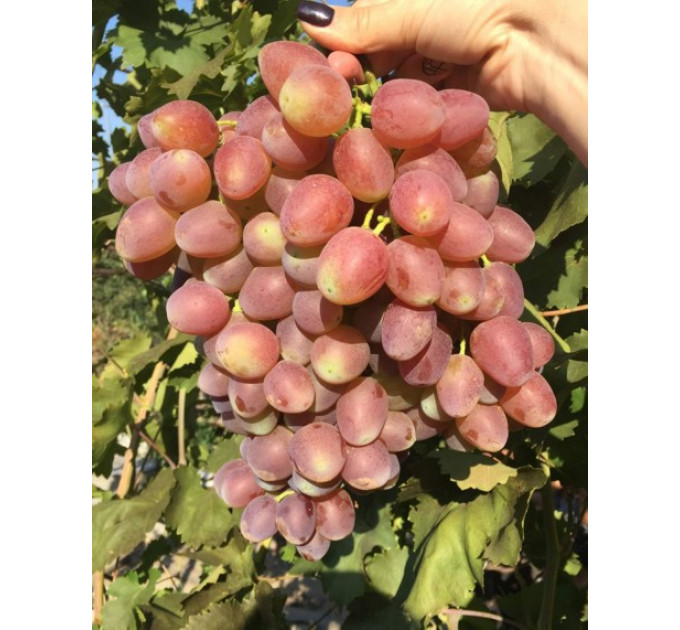 Саженцы винограда сорт Мечта Фермера, полуупакованный