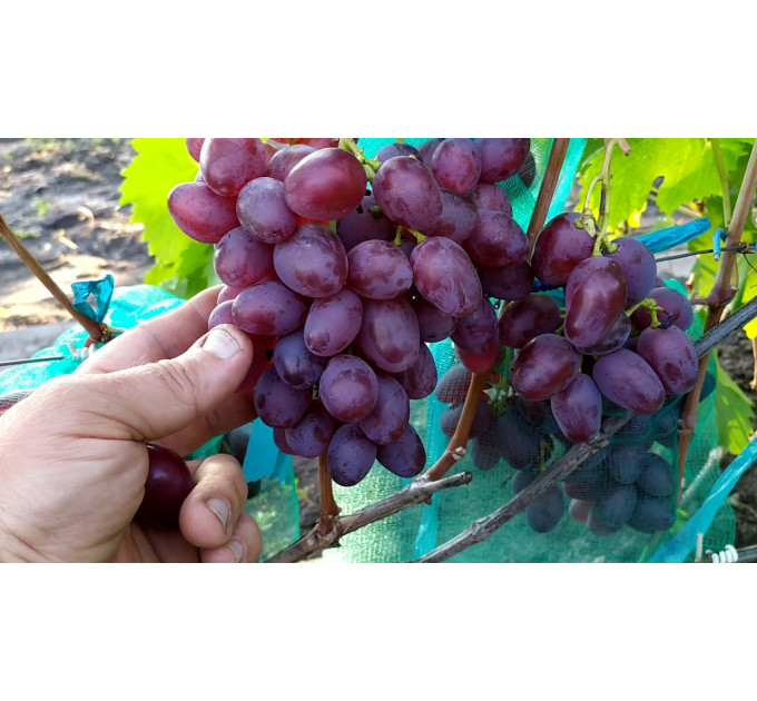 Саженцы винограда сорт Мечта Фермера, полуупакованный