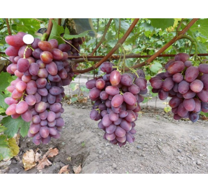 Саженцы винограда сорт Мечта Фермера, полуупакованный