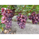 Саженцы винограда сорт Мечта Фермера, полуупакованный
