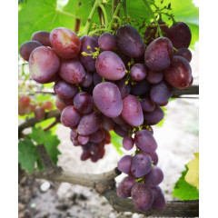 Саженцы винограда сорт Мечта Фермера, полуупакованный